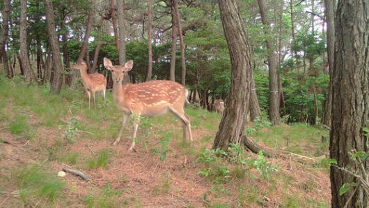전남 영광군 안마도에서 개체 수가 급증한 꽃사슴. 환경부 제공