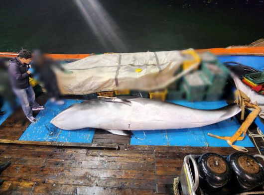 지난 13일 오후 8시30분쯤 전북 군산시 옥도면 말도 남서쪽 22㎞ 해상에서 작업 중인 어선 A호(9.7t급)에서 밍크고래가 혼획됐다. 이번에 혼획된 밍크고래는 길이 5ｍ, 둘레 2.5ｍ, 무게 1t으로 측정됐다. 연합뉴스