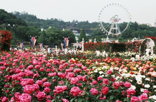 1997년 에버랜드 장미축제 기간 로즈가든의 풍경. 사진 에버랜드
