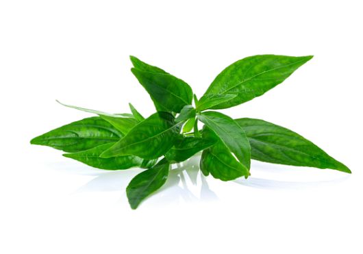 약용 식물인 천심련은 항염과 항균 등의 효과가 있는 것으로 알려져 있다. 사진 adobe stock