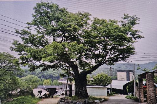 경기도 수원시 장안구에 있는 느티나무. 지팡이와 썩은 짚신에서 자란 나무로 알려져 있다. 사진 산림청