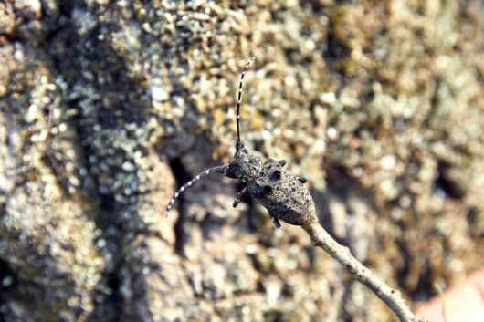 변우빈 학생기자가 발견한 털두꺼비하늘소는 나무껍질과 목질부를 갉아먹고, 죽은 나무 또는 벌채된 지 얼마 되지 않은 나무에 산란한다.