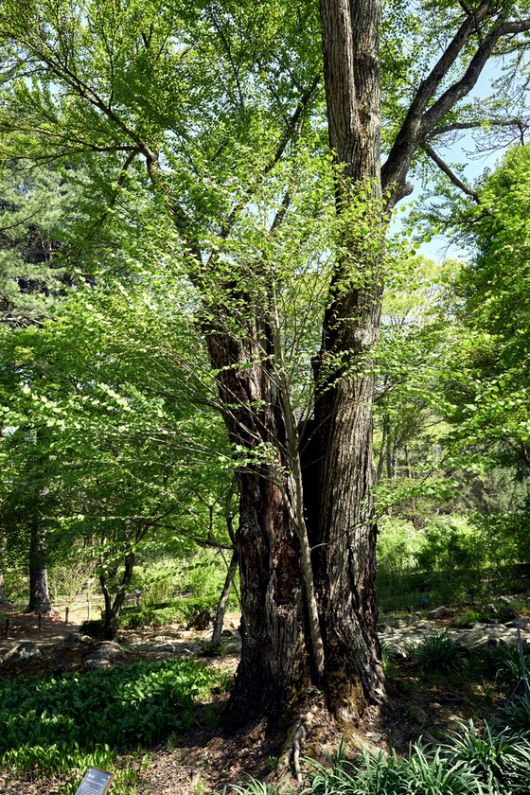 일제강점기에 우리나라에 최초로 들여온 계수나무. 전국에 있는 대부분의 계수나무의 모수다.