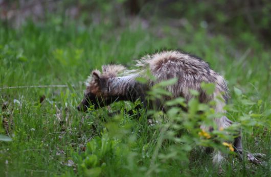 지난 4월 인천 연수구 송도동 수변 산책로에서 발견된 너구리. '개선충'에 감염된 것으로 추정된다. 개선충에 감염되면 몸 전체의 털이 빠지고 심한 가려움과 만성 피부염을 유발한다. [연합뉴스]
