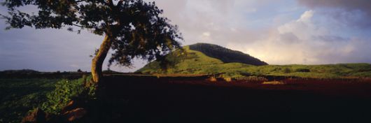김영갑의 용눈이오름 사진. 사진 속의 저 나무는 이제 없다. 사진 김영갑갤러리