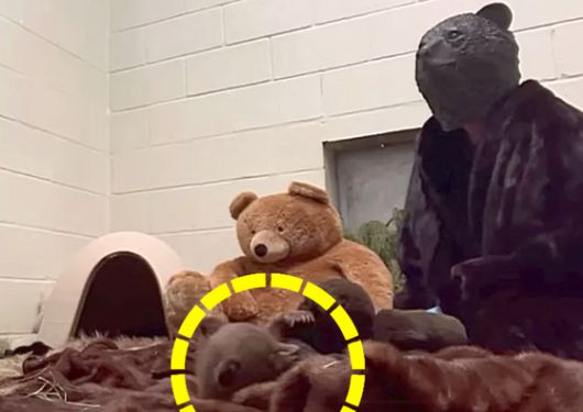 새끼곰을 위해 곰인형도 센터 내부에 비치하고 있다. 사진 샌디에이고 동물보호협회 보호센터