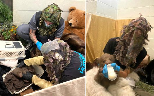 새끼곰의 야생성을 위해 보호사들이 야생 분위기를 만들어내고 있다. 사진 샌디에이고 동물보호협회 보호센터