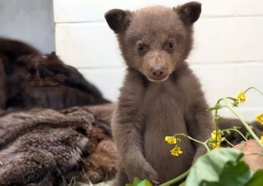 베이비 베어는 최장 1년간 센터에 머물렀다고 자연으로 되돌아갈 예정이다. 사진 샌디에이고 동물보호협회 보호센터