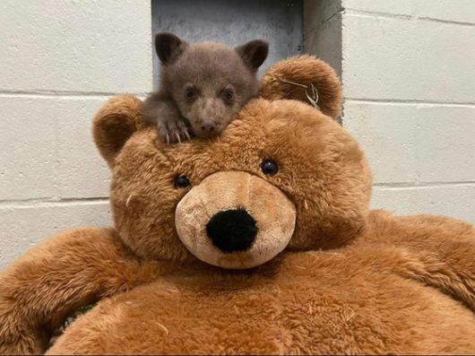 베이비 베어와 태디 베어. 사진 샌디에이고 동물보호협회 보호센터