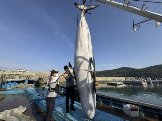 지난 13일 여수해양경찰서에 신고된 혼획 밍크고래. 경찰은 현장에서 확인한 결과 고래 외형에 작살이나 포경총 등 불법 포획 흔적이 발견되지 않았다고 밝혔다. 사진 여수해양경찰서 제공
