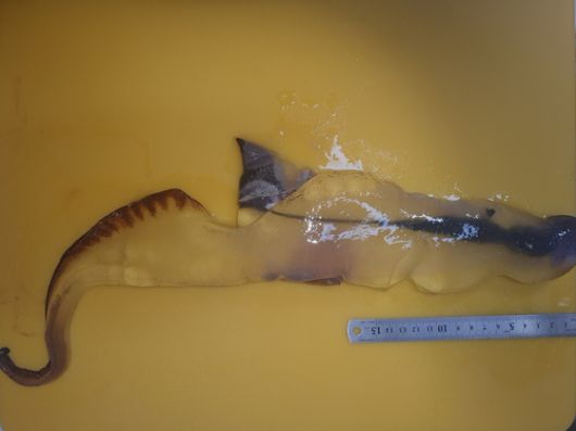 지난 26일 제주시 구좌읍 김녕 세기알해변에서 발견한 카리나리아 크리스타타. 사진 제주해양수산연구원