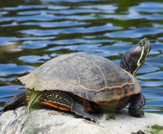 북미산 붉은귀거북. 토종 물고기와 개구리를 잡아먹고 번식력이 강한 붉은귀거북은 국내에선 생태교란종으로 분류된다. 국립생태원