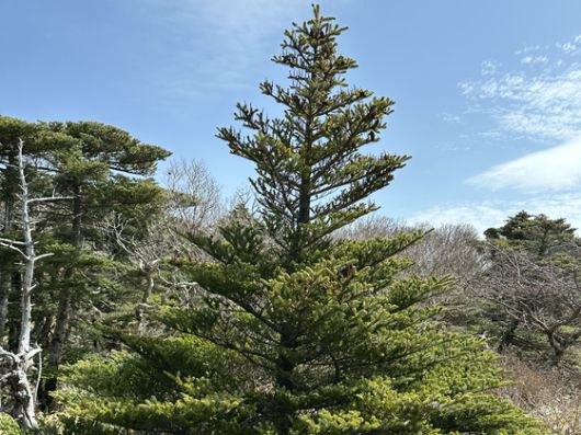 한라산 구상나무. 최충일 기자
