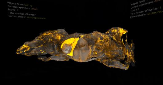 쥐를 코로나 바이러스에 감염시킨 뒤 투명화시키자, 스파이크 단백질이 모든 장기에 박혀 있다는 사실이 드러났다. 인플루엔자가 폐와 간 등에서만 발견되는 것에 비교하면 놀라운 침투력이다. 뾰족뾰족한 가시가 박힌 바이러스의 껍데기는 몸 속에 오래도록 남아 문제를 일으키는 것으로 확인됐다. 사진 헬름홀츠 연구소