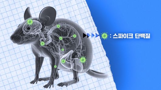 에르튀르크 교수는 쥐의 전신을 완전히 투명화해 세포 단위까지 세세히 들여다보는 데 성공했다. 이 기술은 암세포가 어디까지 퍼질 수 있는지, 바이러스는 어디까지 침투가능한지, 백신을 나르는 캡슐입자가 어디까지 파고들 수 있는지 다 볼 수 있다. 사진 헬름홀츠 연구소