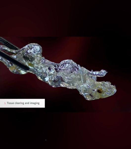 투명 쥐의 몸을 스캔하면 모든 장기의 신경의 모양새와 연결망까지 낱낱이 드러난다. 사진 헬름홀츠 연구소