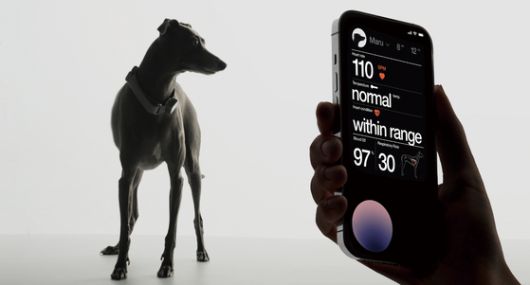 생체 데이터를 분석한 케어식스의 ‘센스 1 벳(Sense 1 Vet)’. [사진 각사]