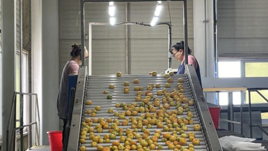 지난 6월 30일 제주감귤농협 위미지점 제6유통센터에서 이날 수확한 제주산 하우스감귤의 선과 작업을 하고 있다. 사진 농협 제주본부