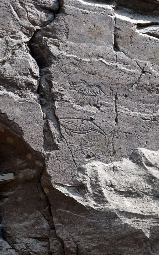 반구대 암각화 전면부를 벗어난 오른쪽 바위의 상단에는 호랑이와 고래가 그려져 있다. 이 호랑이와 고래는 굵은 선 새김 기법으로 제작돼 가장 후대에 그린 것으로 추정된다. 송봉근 기자