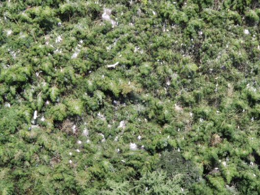 지난 11일 오전 전남 나주시 송월동 한 신축 아파트단지 인근 대나무숲에 백로떼가 둥지를 틀고 서식하고 있다. 황희규 기자