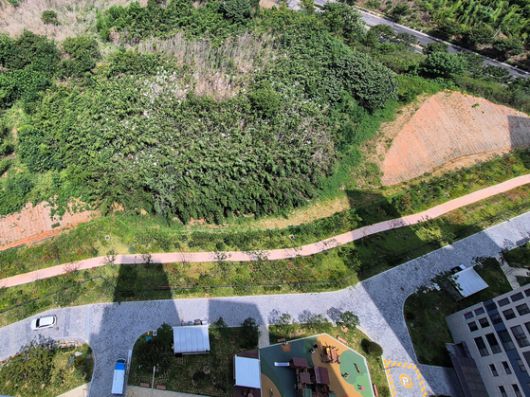 지난 11일 오전 전남 나주시 송월동 한 신축 아파트단지 인근 대나무숲에 백로떼가 둥지를 틀고 서식하고 있다. 황희규 기자