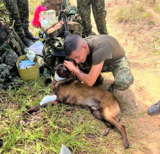 콜롬비아 군인 36명을 구한 폭발물 탐지견 ‘삼손’. 사진 콜롬비아 육군 엑스 캡처