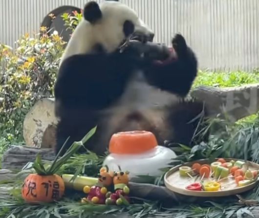 푸바오가 17일 쓰촨성 워룽 선수핑기지에서 생일상을 받았다. 사진 웨이보 캡처