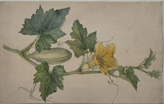 작은 오이, 연도 미상, 종이에 수채, 잉크, 흑연, 22.5x35.5㎝. 사진 힐마 아프 클린트 재단