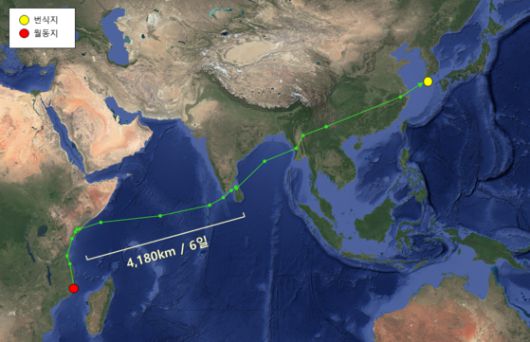 올해 4월 초~6월 초 두견이 이동경로. 아프리카에서 월동 후 번식지인 우리나라로 되돌아왔다.