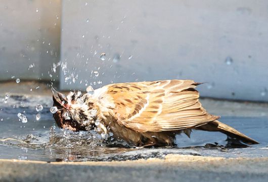 28일 경기도 수원시 권선구 올림픽공원에서 참새가 수돗가에 고여있는 물속에서 더위를 식히고 있다. 연합뉴스