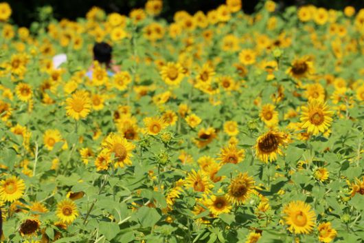 폭염특보가 발효중인 지난달 25일 오전 제주시 애월읍 항몽유적지를 찾은 관광객이 해바라기밭에서 한여름 정취를 즐기고 있다. [연합뉴스]