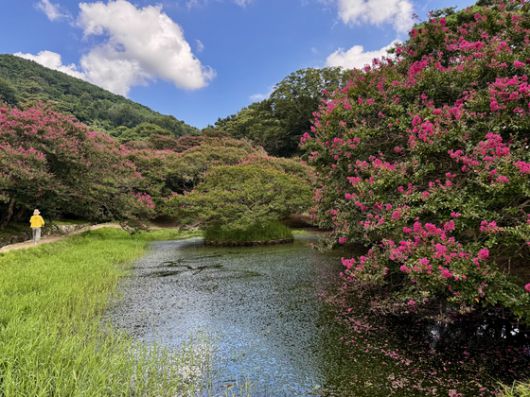 전남 담양 명옥헌 원림의 배롱나무 20여 그루는 연못과 정자, 동백나무, 소나무와 어울려 있다. 김홍준 기자