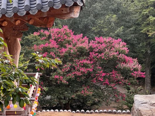 충남 서산시 개심사 연못가에 피어난 배롱나무꽃. 김홍준 기자