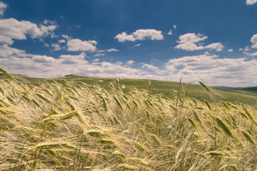 파로는 고도가 높고 기후가 건조한 이탈리아 토스카나 지역에서 재배된다. 사진 그레인온