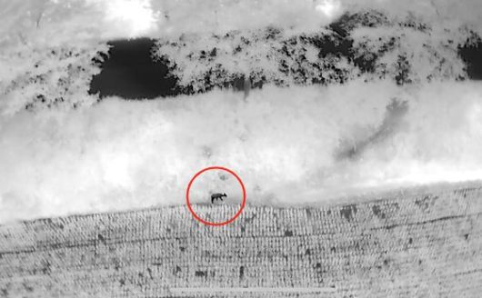 수색팀은 고라니를 찾기 위해 열화상 드론으로 주변 산과 들판을 샅샅이 뒤졌다. 아래 붉은 색 원 안에 검은 형체가 열화상 드론에 포착된 고라니의 모습. 질병청 제공