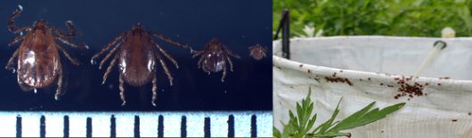 중증열성혈소판감소증후군(SFTS)을 매개하는 작은소피참진드기(왼쪽). 작은소피참진드기가 암컷, 수컷, 약충, 유충 순서대로 1㎜ 눈금자 위에 올려져 있다. 오른쪽 사진은 진드기 채집기에 붙어 있는 참진드기. 질병청 제공