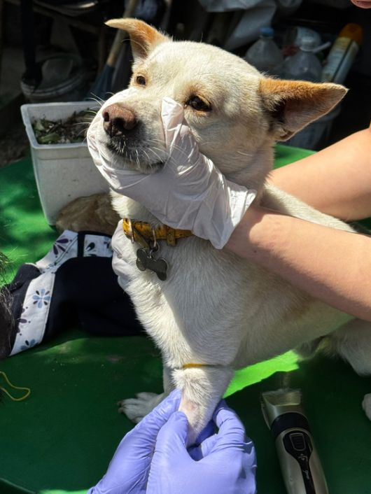SFTS에 감염됐다 숨진 충북 보은군 환자의 반려견. 보건 당국 관계자가 개의 혈액을 뽑고 귀,배에서 참진드기를 잡고 있다. 검사 결과 바이러스가 검출되지 않았다. 질병청 제공.