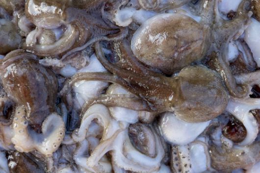 9월 1일을 기해 주꾸미 금어기가 풀리면서 보령과 태안 등 충남 서해안에 낚시객이 인산인해를 이루고 있다. [사진 보령시]