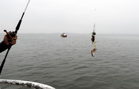 9월 1일을 기해 주꾸미 금어기가 풀리면서 보령과 태안 등 충남 서해안에 낚시객이 인산인해를 이루고 있다. [사진 태안군]