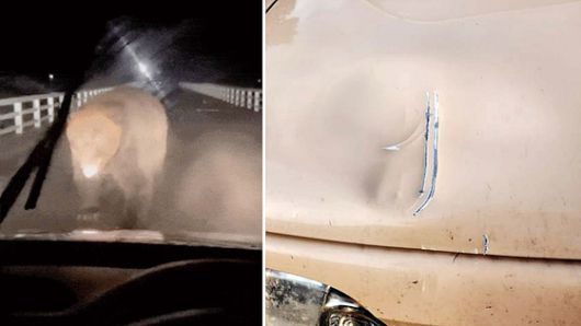 거대한 불곰이 차량을 덮치는 모습(왼쪽), 곰의 습격으로 차량 보닛이 찌그러진 모습(오른쪽). 사진 엑스 캡처