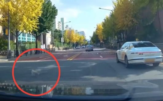 서울의 왕복 4차로 도로에서 목줄이 풀린 강아지가 도로로 뛰어들고 있다. 사진 유튜브 채널 ‘한문철TV’ 캡처