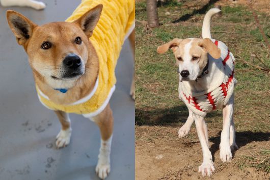 똘이/남아/4살/20kg. 동경개인 똘이는 생후 3개월 무렵 알콜중독자인 보호자에게 학대를 당하다 구조된 아이다. 짧은 꼬리가 매력적인 아이로 훈트에서 ‘군기반장’ 역할을 하고 있다(왼쪽). 또또/남아/6살/16kg. 김포 보호소 출신으로 포인터와 비글 믹스견이다. 파양의 상처가 있지만 여전히 사람을 너무 좋아한다. 교육하면 금방 익히고 먹성도 좋은 편이다. 장진영 기자