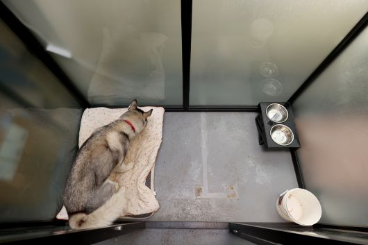 대형견들의 견사는 가로 2m가 넘는 넉넉한 크기다. 장진영 기자