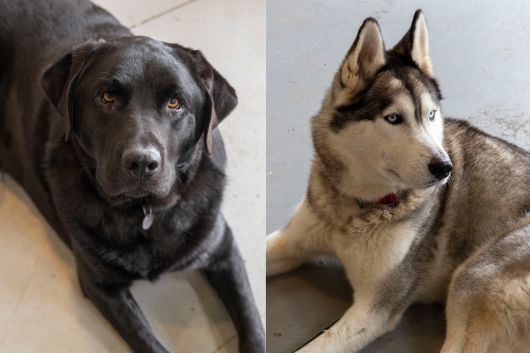 레만/남아/4살/41kg. 내장칩이 있는 상태로 유기됐다. 견주 연락두절로 시보호소에서 안락사를 하루 앞두고 이곳으로 왔다. 사람을 졸졸 따라다니며 발 옆에 자리잡고 앉는걸 좋아한다(왼쪽). 라우/여아/5살/21kg. 서울 양재대로에서 유기된 후 서울에서 화성까지 2주 동안 차도를 떠돌다 구조됐다. 구조된 순간에도 사람에게 안기고 뽀뽀까지한 애교많은 아이다. 캐나다 입양이 확정되었다. 현재 심장사상충 치료중으로 치료를 마치면 출국 예정이다. 장진영 기자