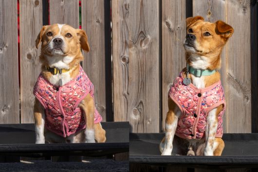 베른이/남아/1살/6.5kg. 김포의 한 공장에서 1m도 안되는 목줄에 묶여 있다가 구조됐다. 눈치가 빠르고 똑똑한 편으로 사람에게 안기는걸 좋아한다(왼쪽). 우프/남아/5살/8kg. 김포 공장단지에서 떠돌이개 생활을 하다가 구조됐다. 근처 큰 개와 사람들에게 괴롭힘을 당하기도 했으나 여전히 사람을 너무 좋아한다. 축구공놀이를 잘하는 편이다. 장진영 기자