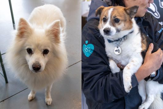 구름이/여아/6살/4kg.화성시 보호소에서 구조되었는데 당시 성대 절반이 절제된 상태였다. 나이에 비해 아직 체중이 적게 나가는 편이다. 사람의 품을 가장 좋아해 누군가 안아주면 세상 편안한 표정을 짓는게 특징이다(왼쪽). 예술이/여아/4살/6kg. 시보호소에서 안락사 직전에 구조됐다. 사람을 싫어하진 않지만 아직은 사랑받는 방법이 서툴러 애착 공간에 혼자 머무는걸 좋아한다. 낮보다 밤에 더 활발하게 활동한다. 장진영 기자