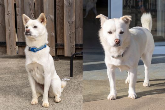 뽀시/여아/9개월/7kg. 뽀시,래기, 탄현이는 3남매였으나 탄현이만 입양되었다. 에너지 넘치고 겁이 없는 성격이다. 친해지면 바로 배를 뒤짚는 애교를 보여준다(왼쪽). 래기/여아/9개월/6.5kg. 방문객 대부분에게 인기가 많은 아이로 장난치는걸 좋아한다. 뽀시와 래기는 서로 많이 의지해 밤에는 서로 안고 잠에 든다. 장진영 기자