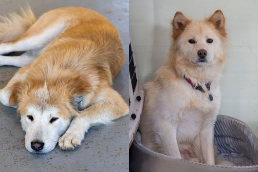 베베/남아/10개월/20kg. 4개월때 시보호소로 들어와 안락사를 앞두고 있던 아이였다. 뛰어노는것과 간식을 특히 좋아한다(왼쪽). 나무/ 남아/6살/15kg. 산 속을 떠돌던 들개 출신으로 사람의 손길을 전혀 타지 않았다. 경계심이 많아 구석진 자리에 혼자 앉아있는걸 좋아한다. 장진영 기자