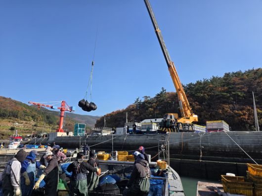 지난달 29일 오전 전남 완도군 당인리 위판장에서 외국인 근로자들이 김 채취선에 올라 물김을 나눠담는 작업을 하고 있다. 최경호 기자