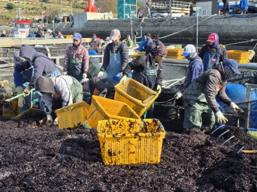 지난달 29일 오전 전남 완도군 당인리 위판장에서 위판된 물김을 크레인으로 들어 육상으로 옮기고 있다. 최경호 기자